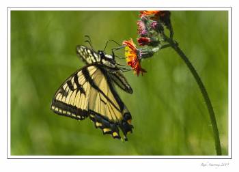 swallow tail on flower 1 copy.jpg